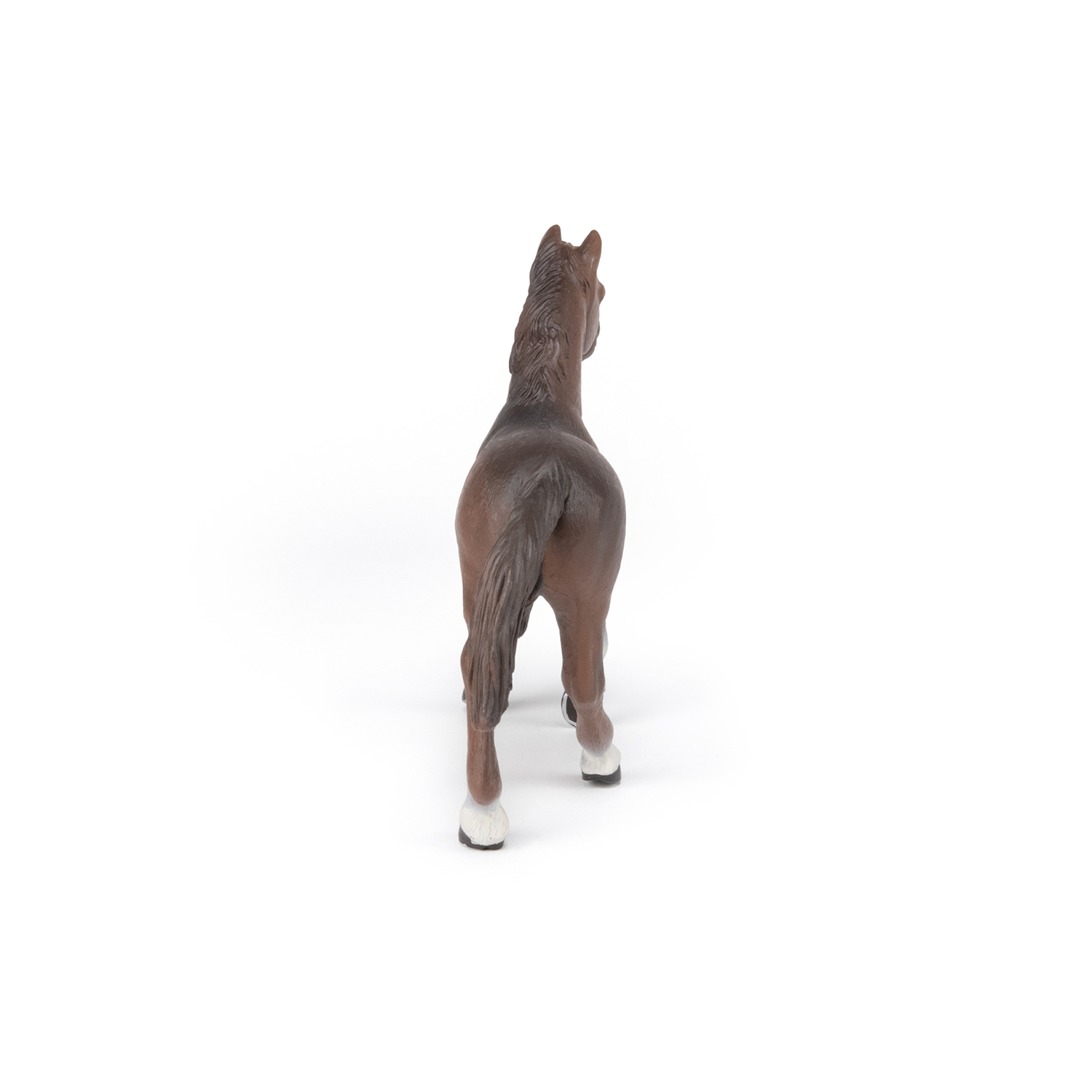 ANGLOARBSKÝ KŮŃ