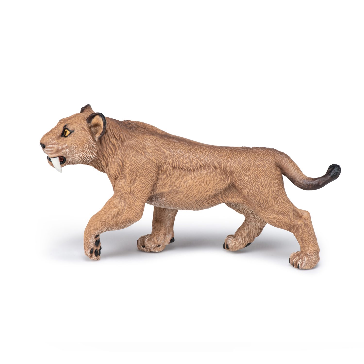 Šavlozubý tygr mládě