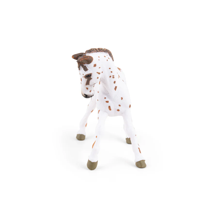 APALOOSA MLÁDĚ